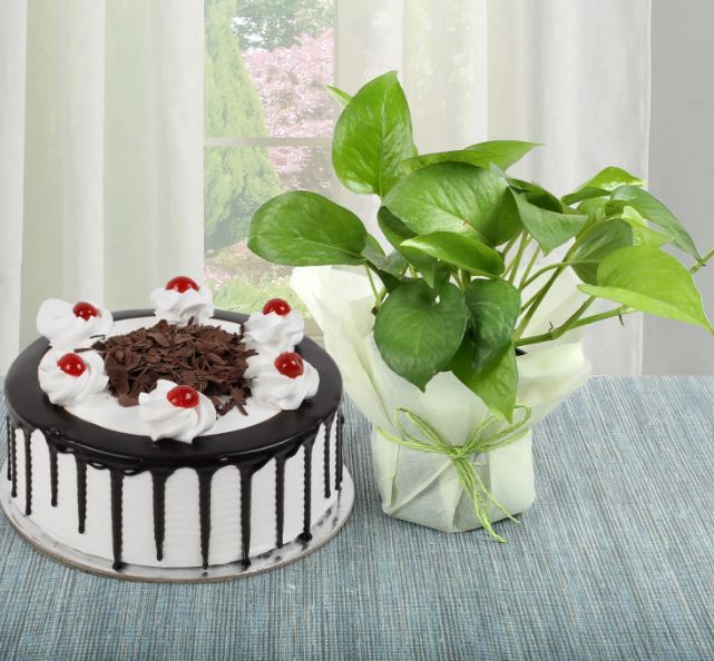 Money Plant n Cake Combo